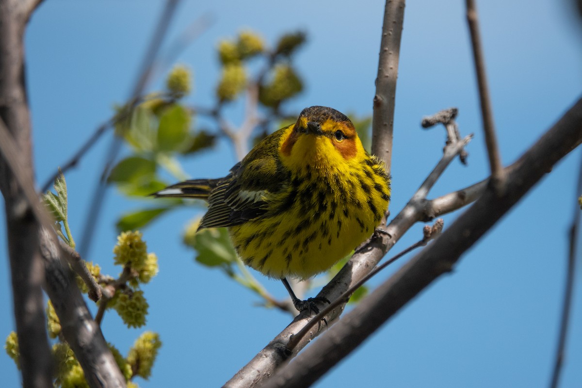 Cape May Warbler - ML235875451