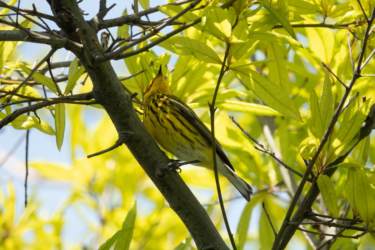 Cape May Warbler - ML235875521