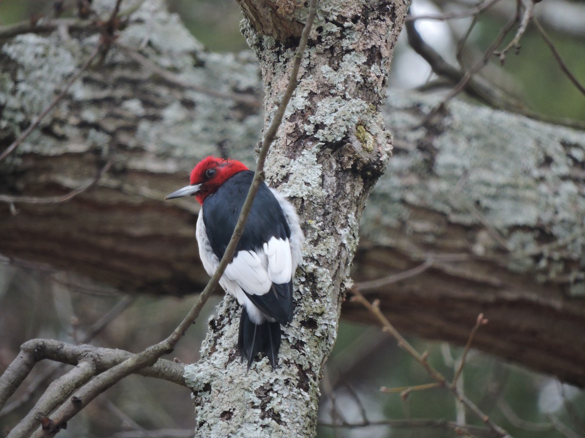 Red-headed Woodpecker - S. K.  Jones