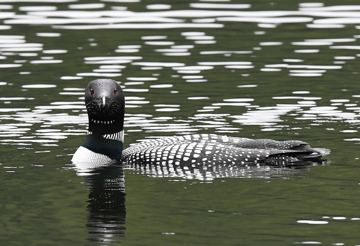 Plongeon huard - ML235879461