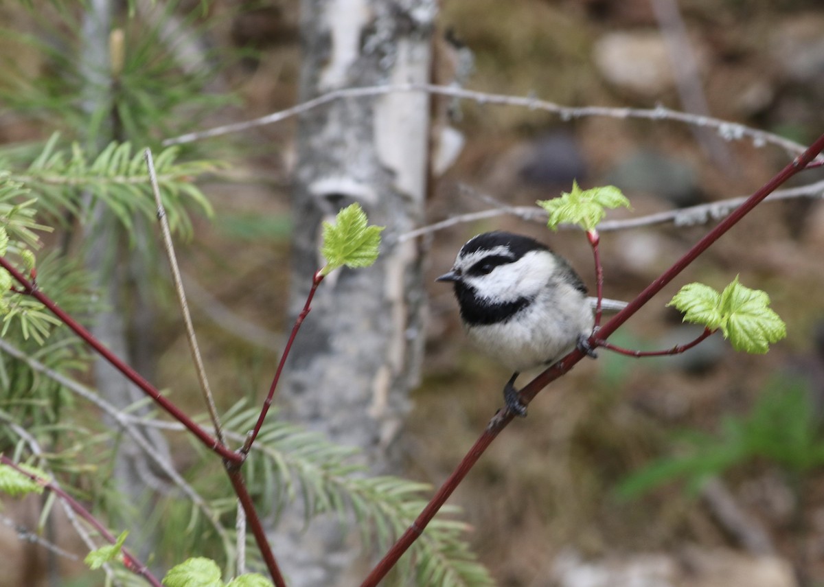 Mountain Chickadee - Pete Fisher