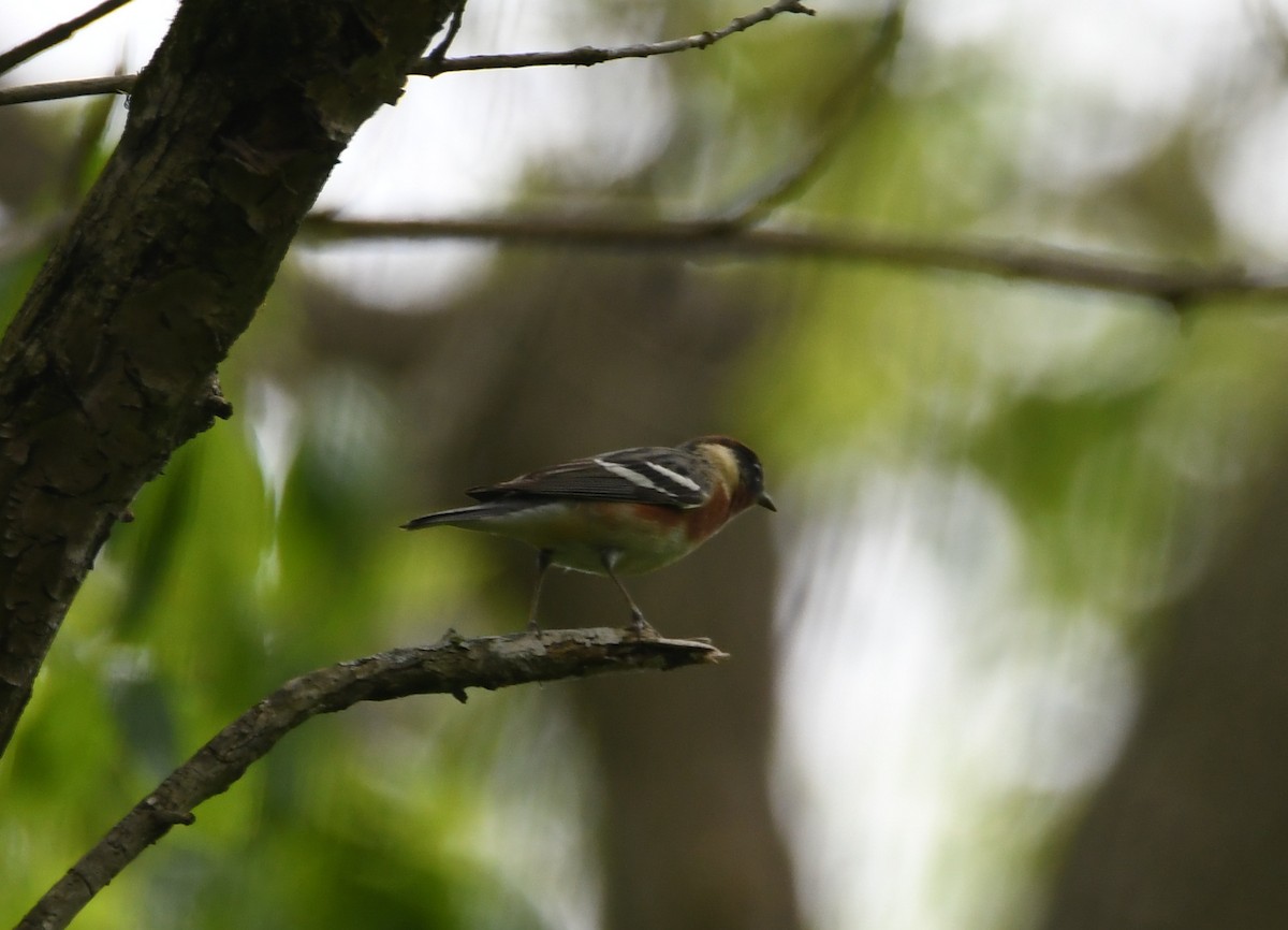 Bay-breasted Warbler - ML235879791