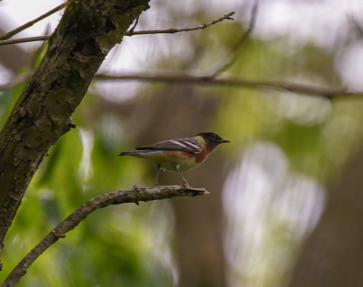 Bay-breasted Warbler - ML235879821