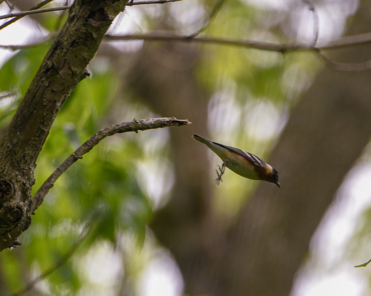 Bay-breasted Warbler - ML235879941