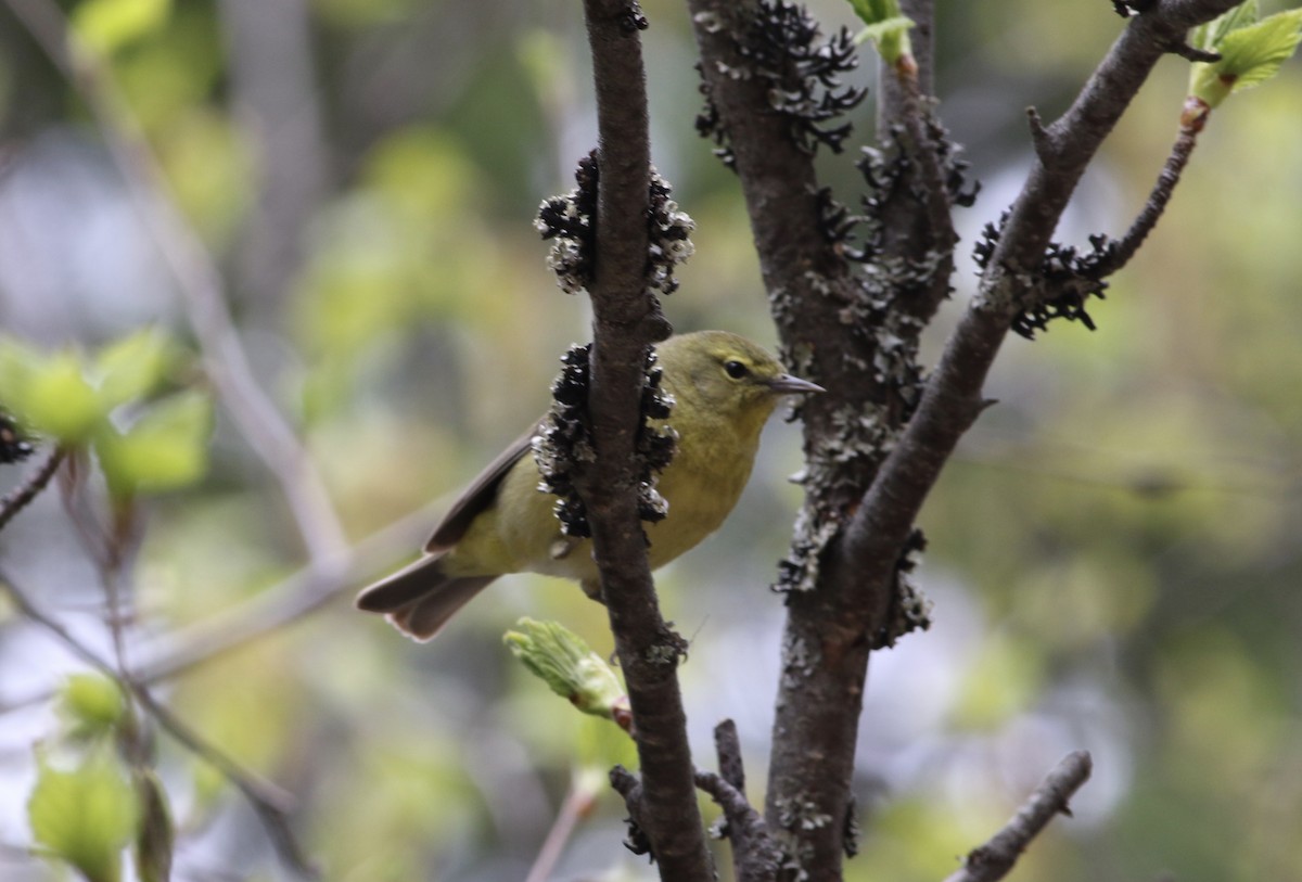 Orange-crowned Warbler - ML235880061