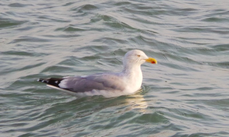 Gaviota Argéntea (europea) - ML23588131