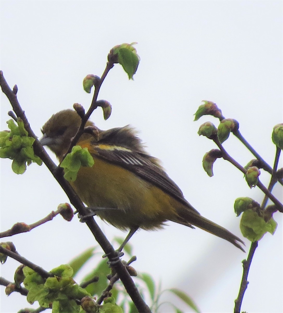 Baltimore Oriole - ML235881391