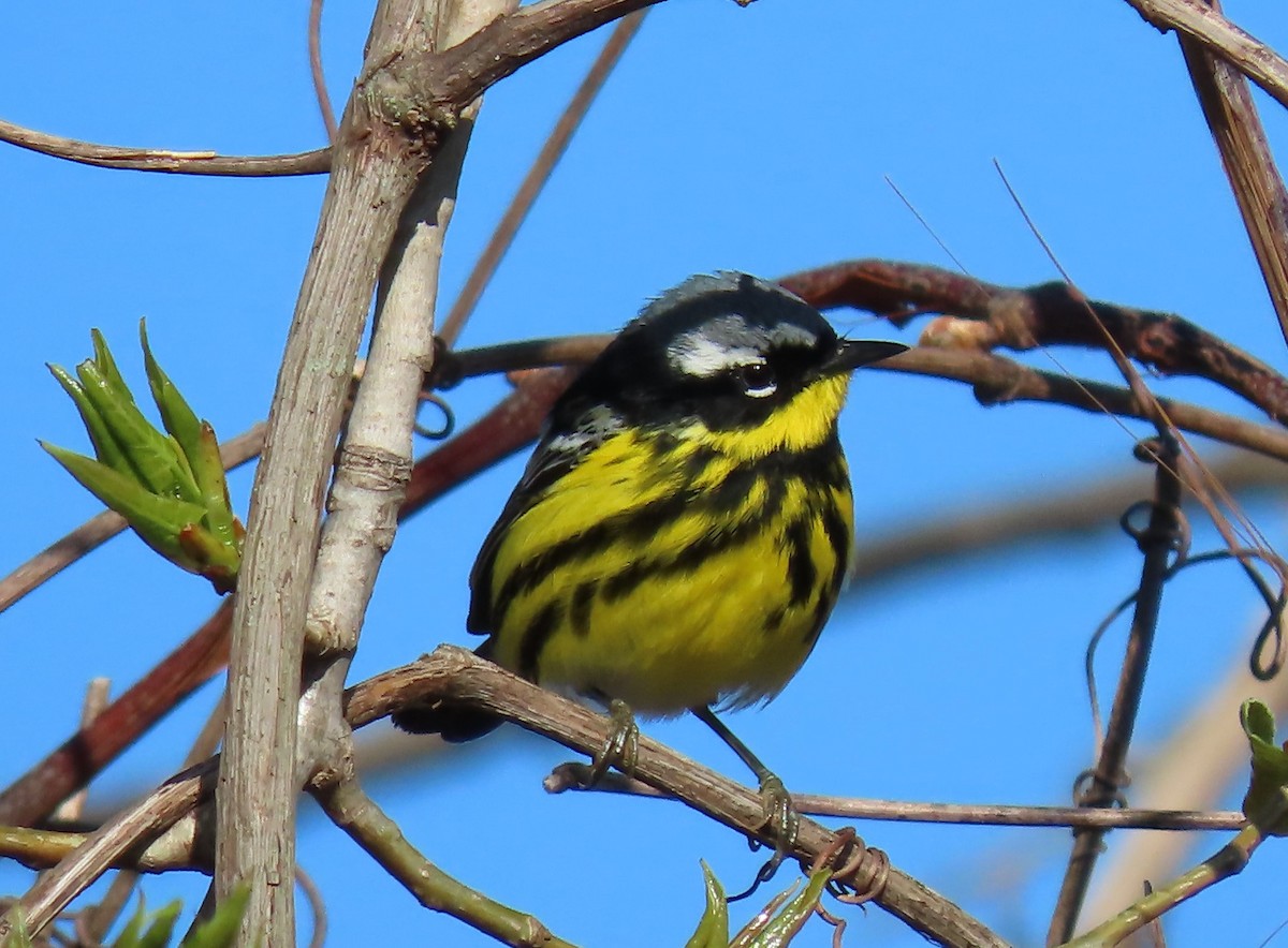 Magnolia Warbler - Ann McMican