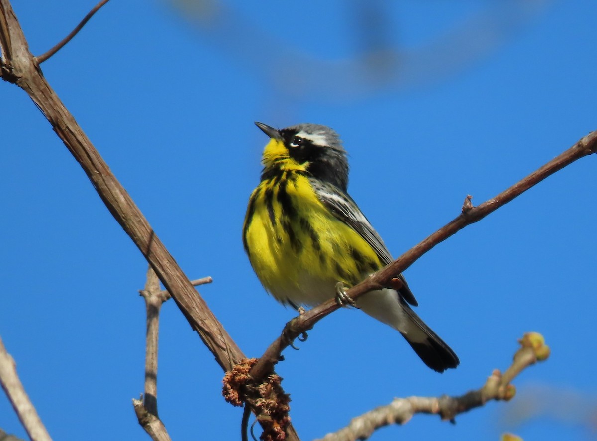 Magnolia Warbler - ML235882931