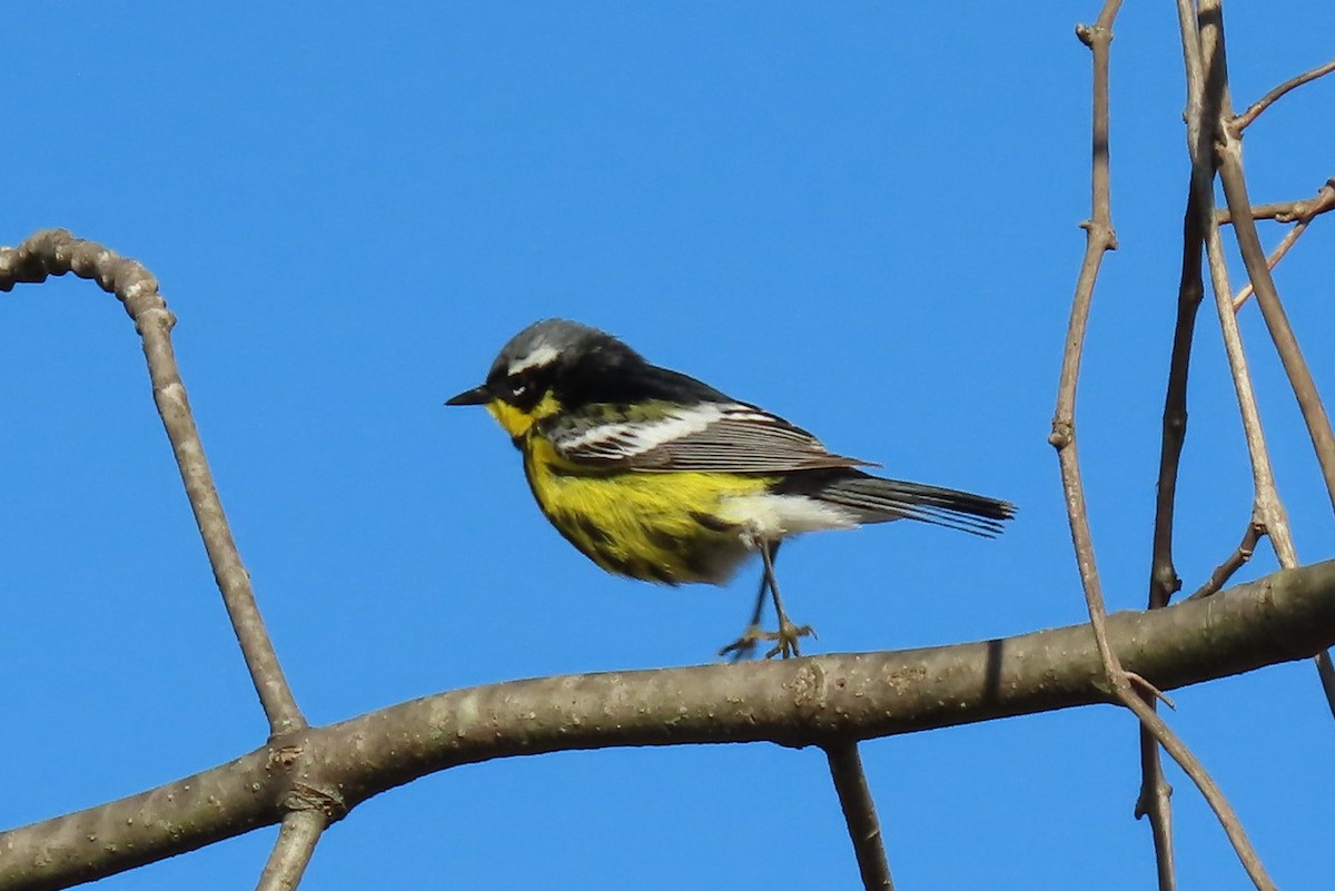 Magnolia Warbler - ML235883131