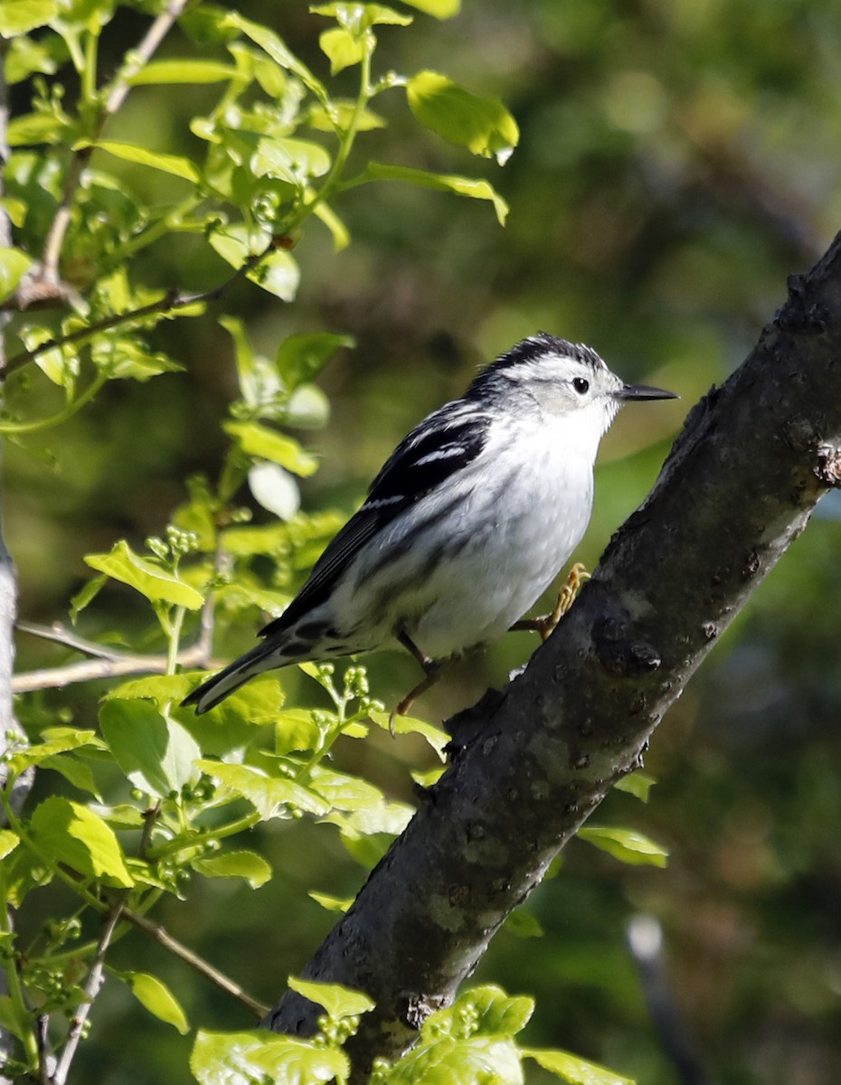 Black-and-white Warbler - Brian Sullivan