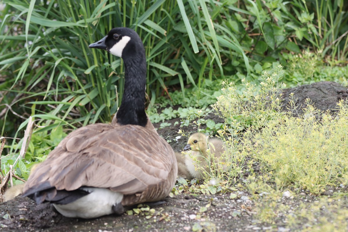 Canada Goose - ML235885601