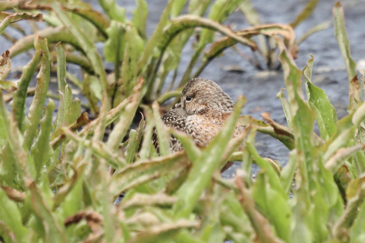 Long-billed Dowitcher - ML235886531