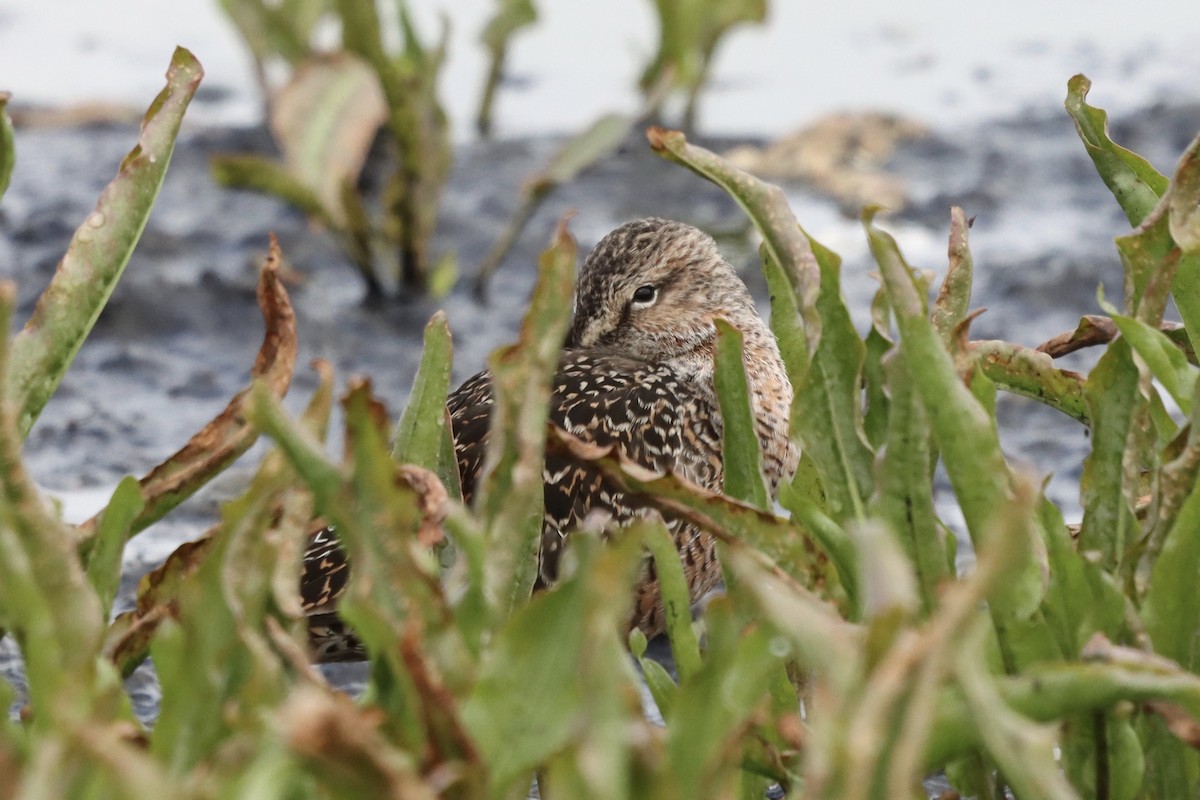 Long-billed Dowitcher - ML235886541