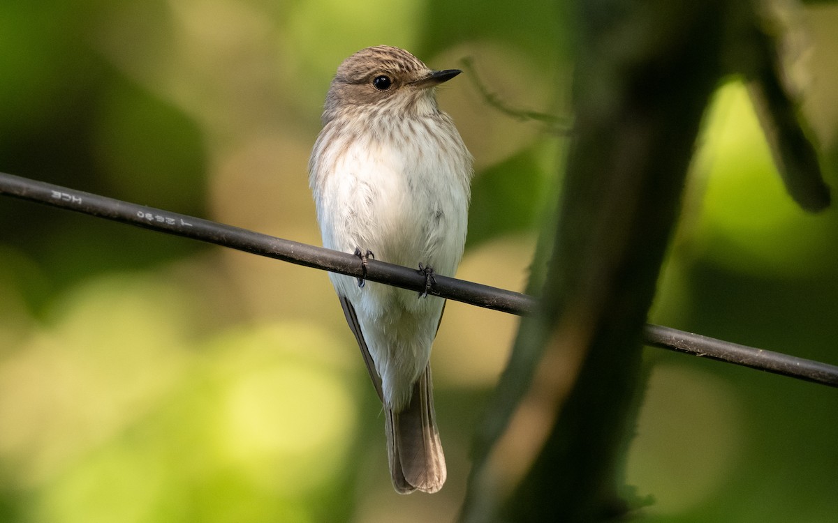 Spotted Flycatcher - ML235886571