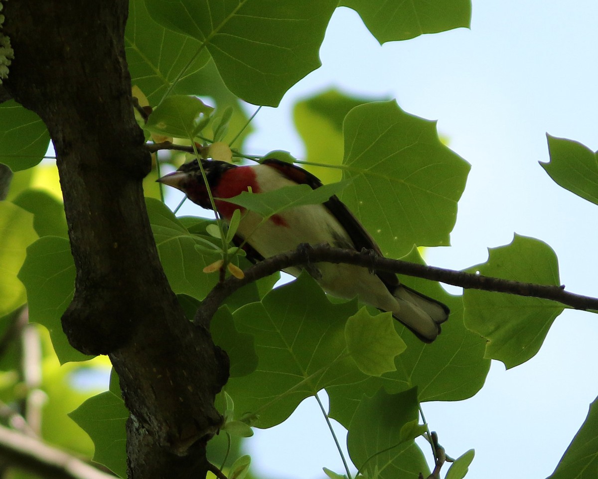 Cardinal à poitrine rose - ML235886881