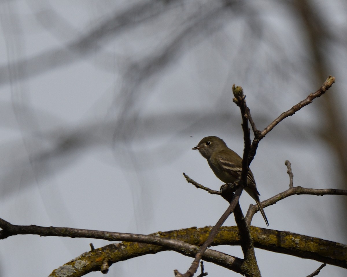 Least Flycatcher - ML235887321