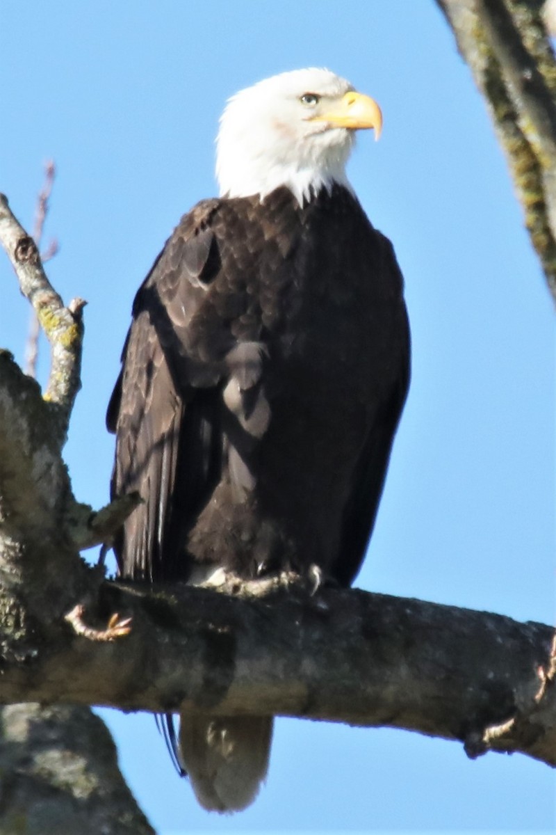 Bald Eagle - Perry Owen