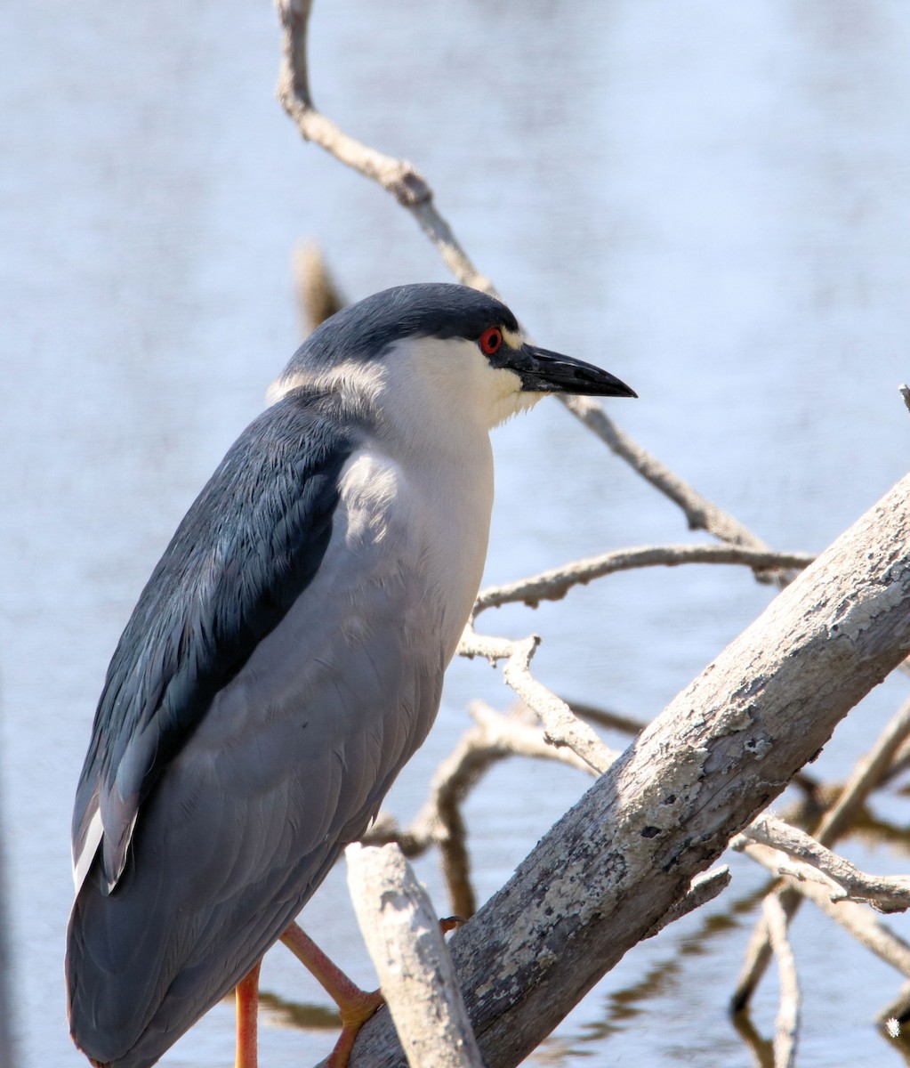 Black-crowned Night Heron - ML235889681