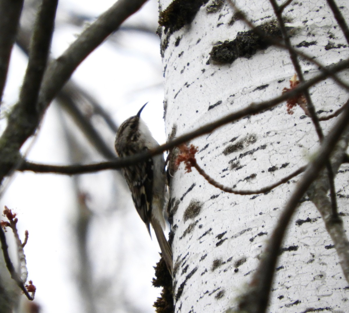 Brown Creeper - ML235890021