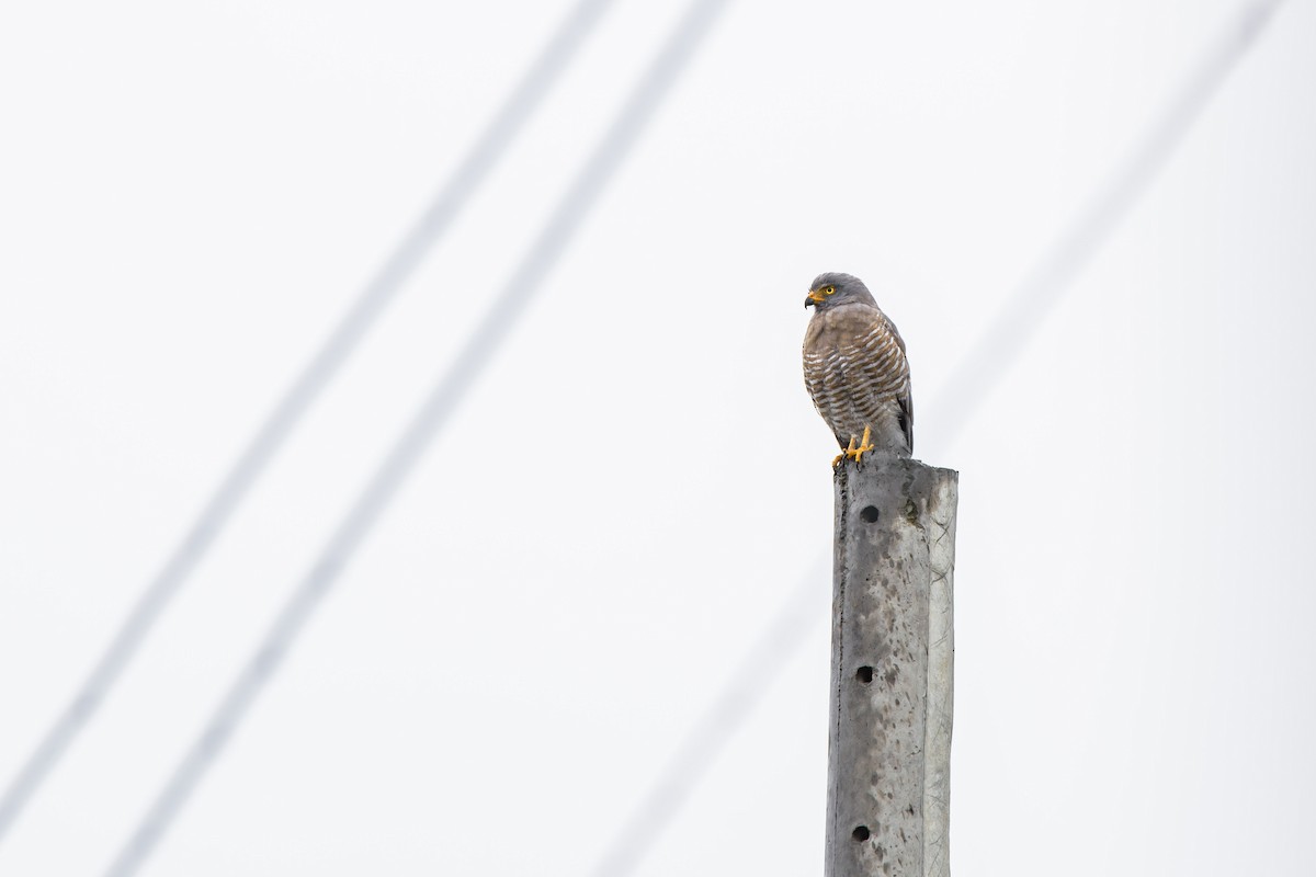 Roadside Hawk - ML235890731