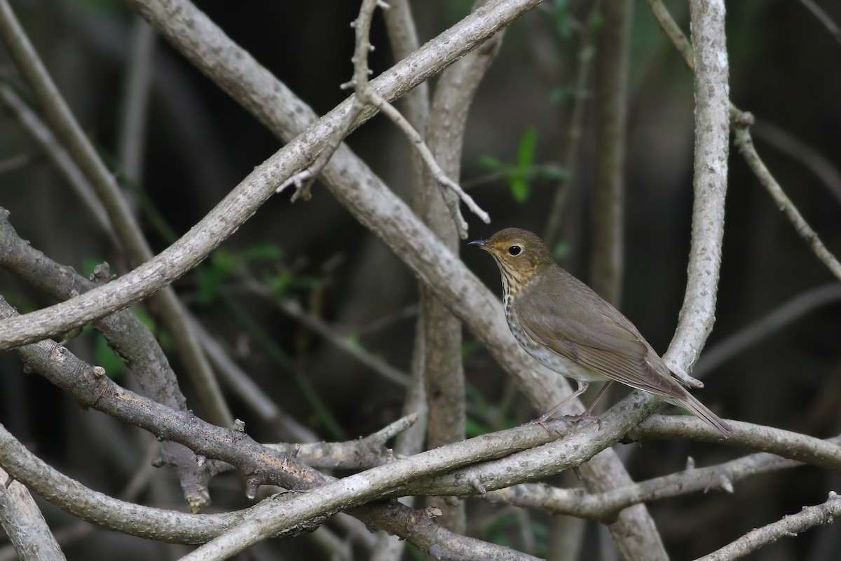 Swainson's Thrush - ML235891421