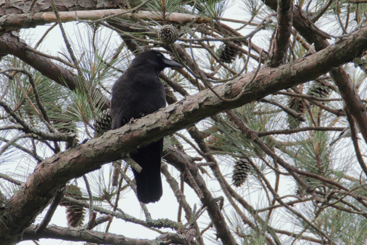 American Crow - ML235891581