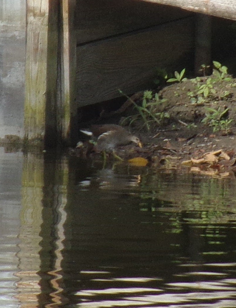 Purple Gallinule - ML235892031