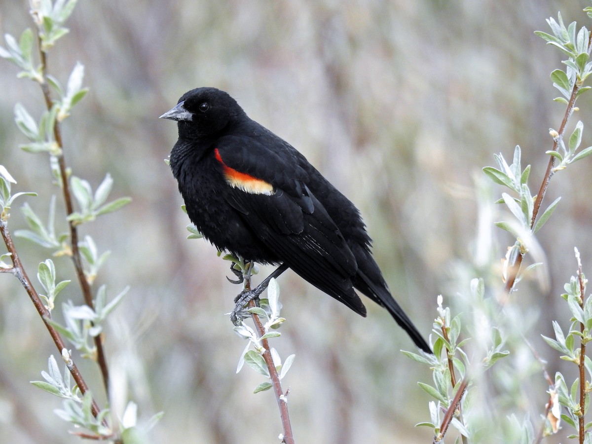 Red-winged Blackbird - ML235892151