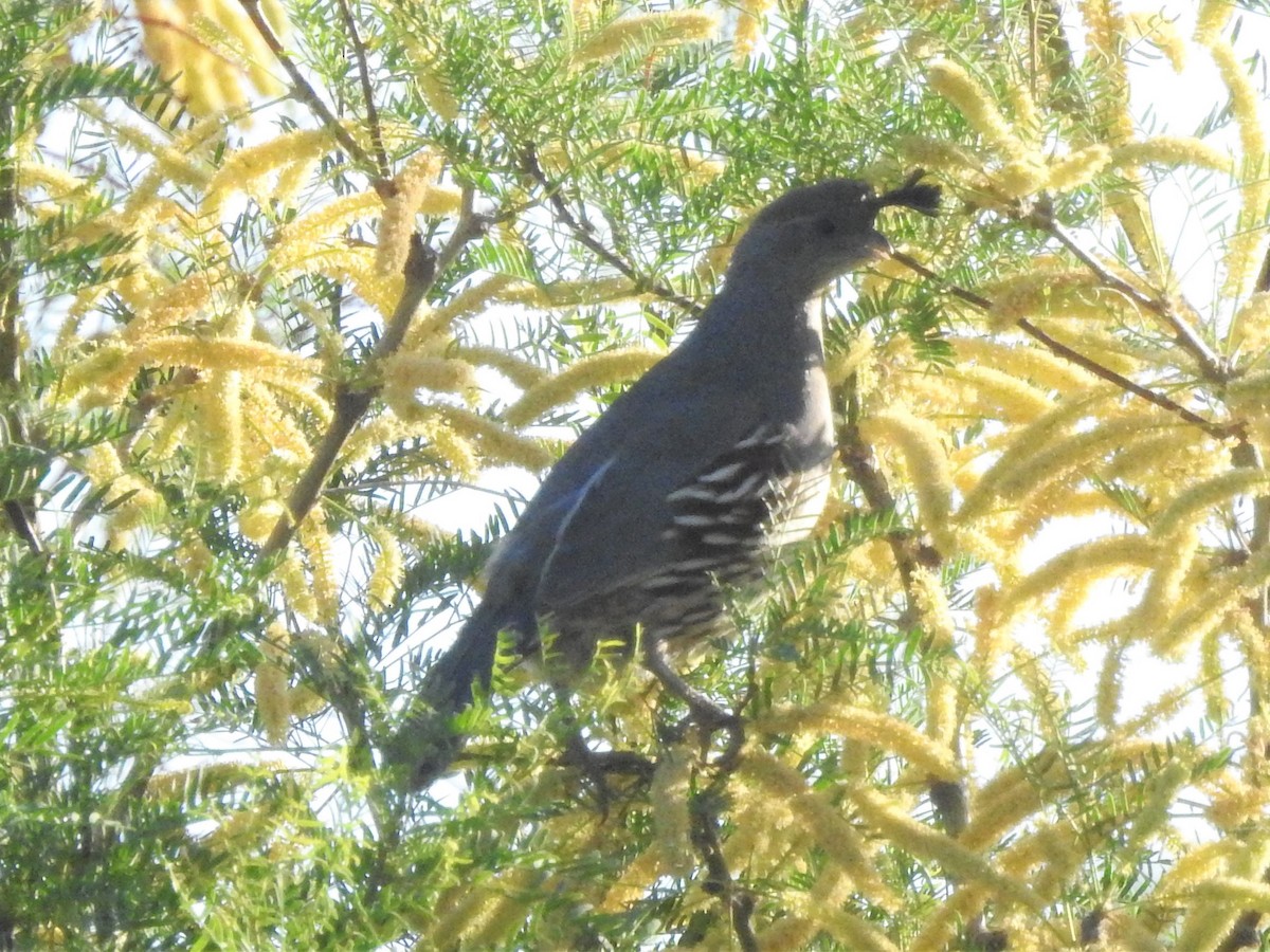 Gambel's Quail - ML235893551