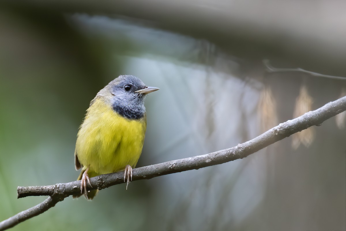 Mourning Warbler - ML235893781