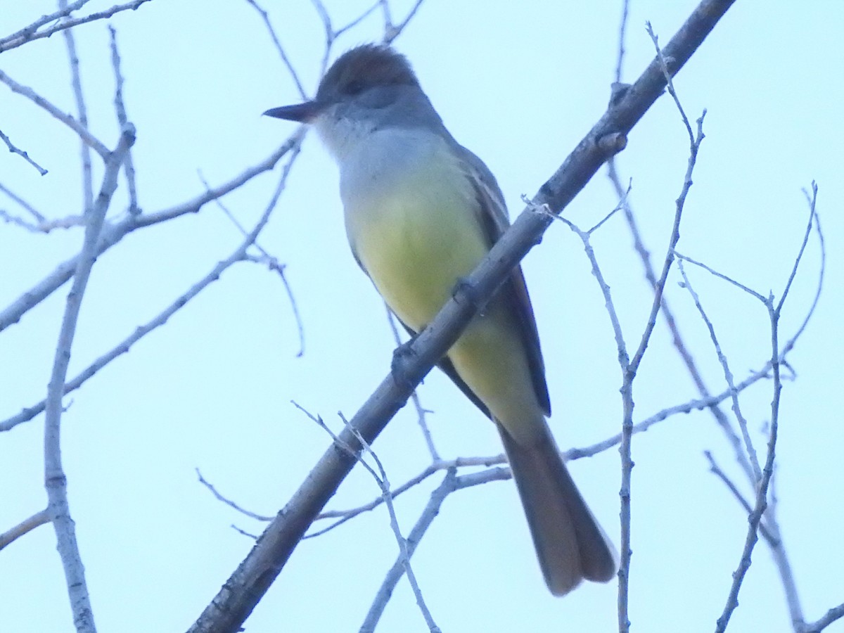 Brown-crested Flycatcher - ML235894611