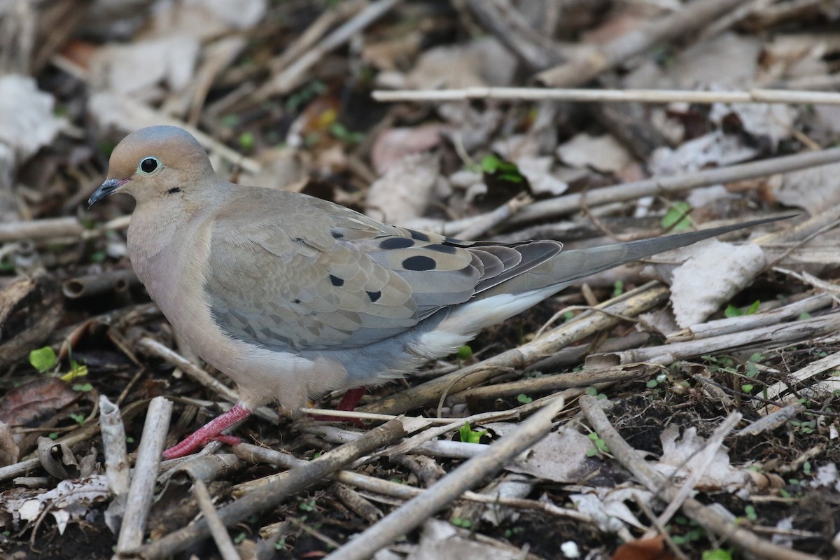 Mourning Dove - Aneil Shah