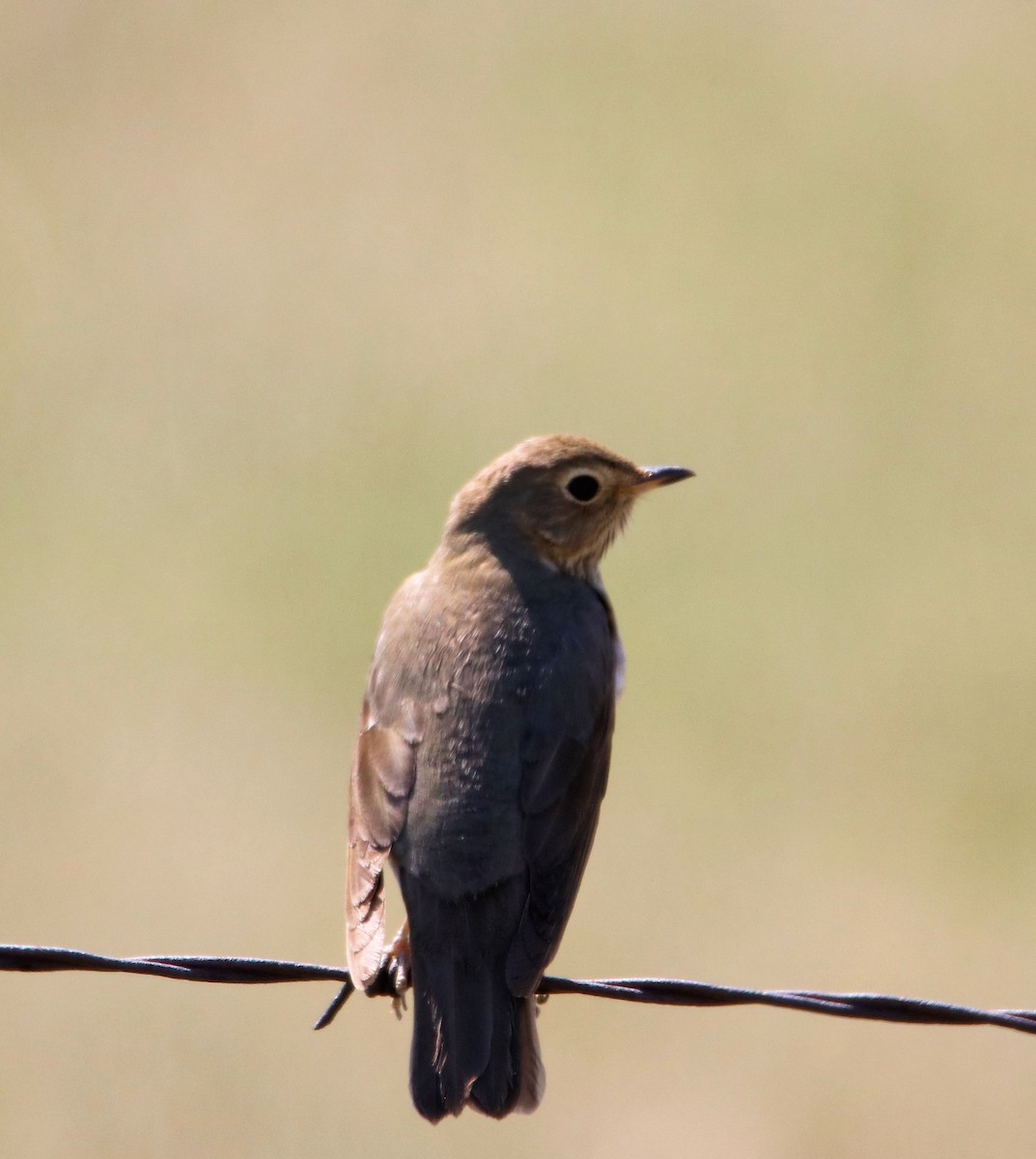 Swainson's Thrush - ML235894751