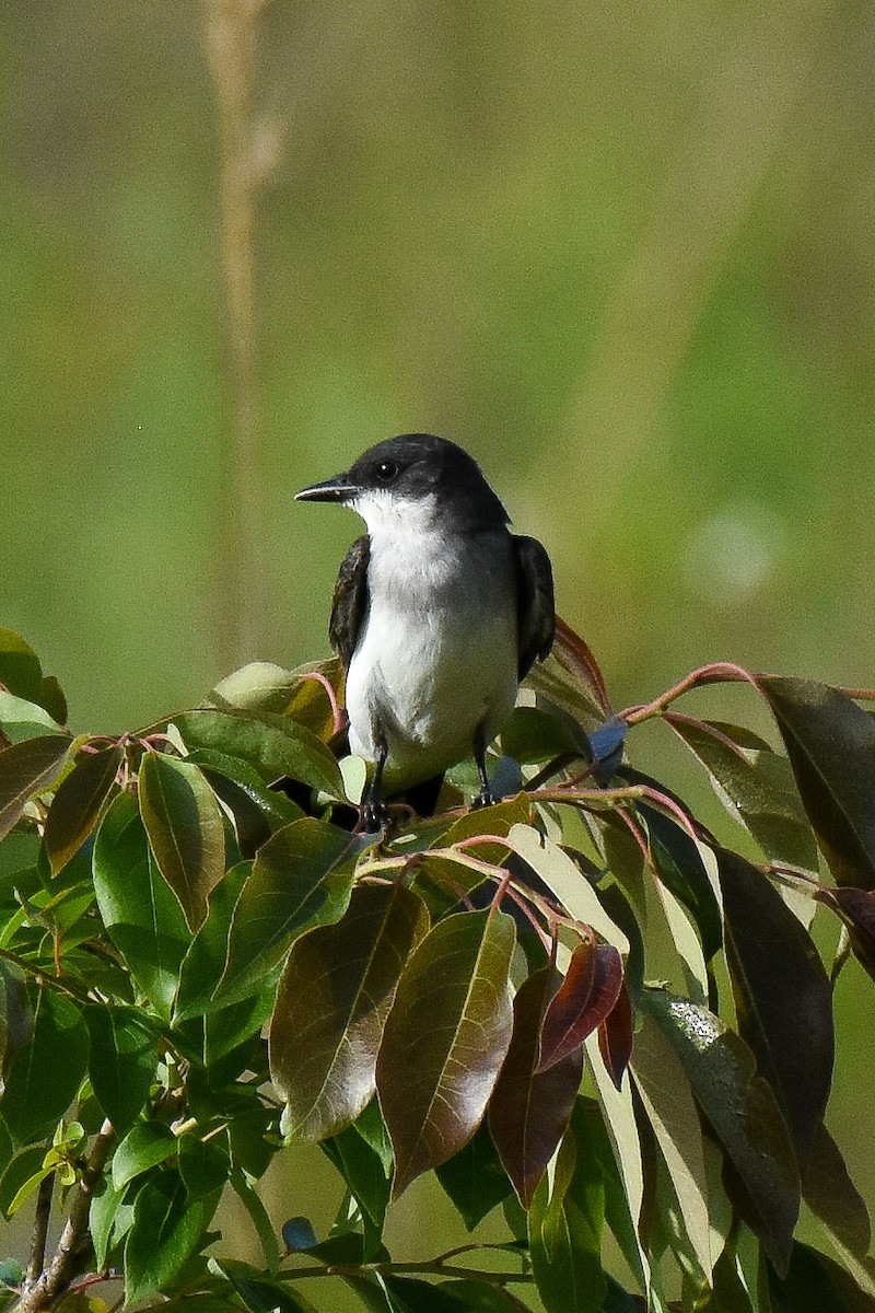 Eastern Kingbird - ML235894921