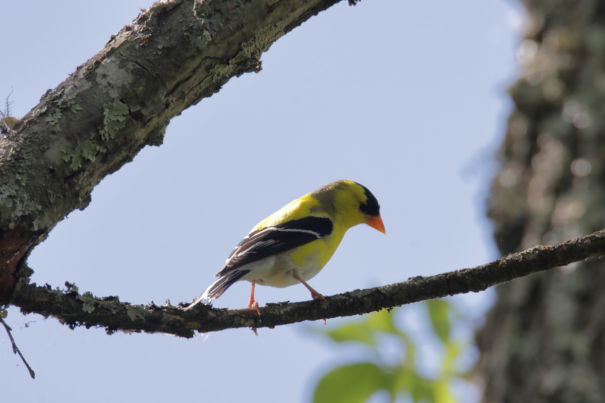 American Goldfinch - ML235894931