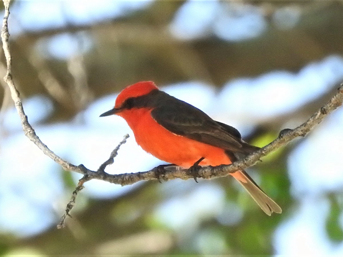 Vermilion Flycatcher - ML235895031