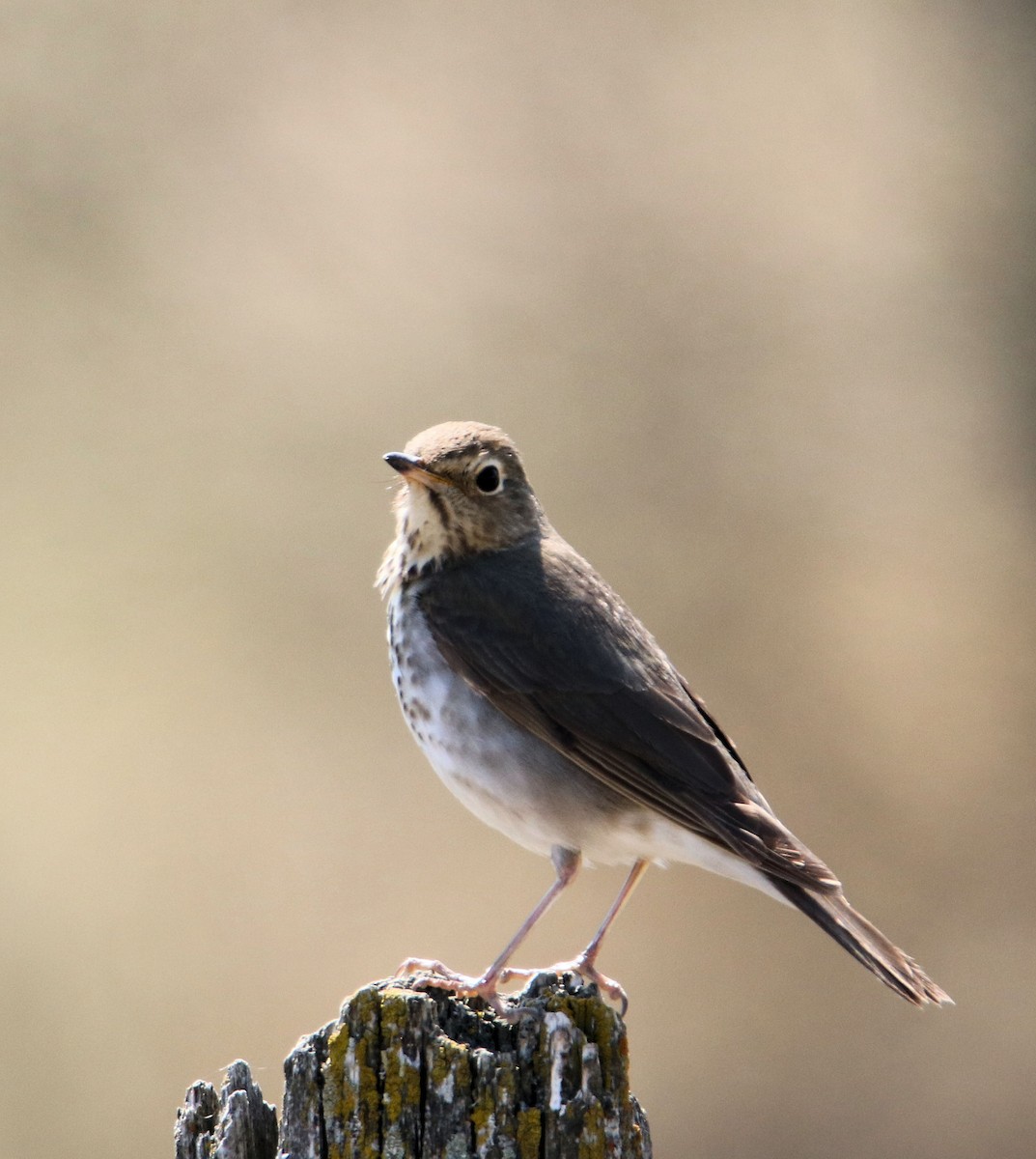 Swainson's Thrush - ML235895431