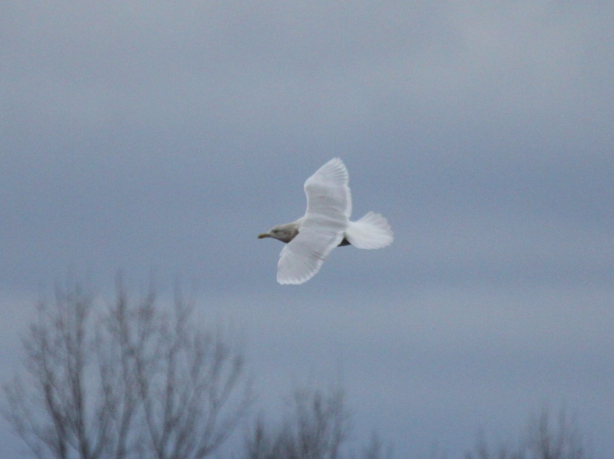 Glaucous Gull - ML235895591