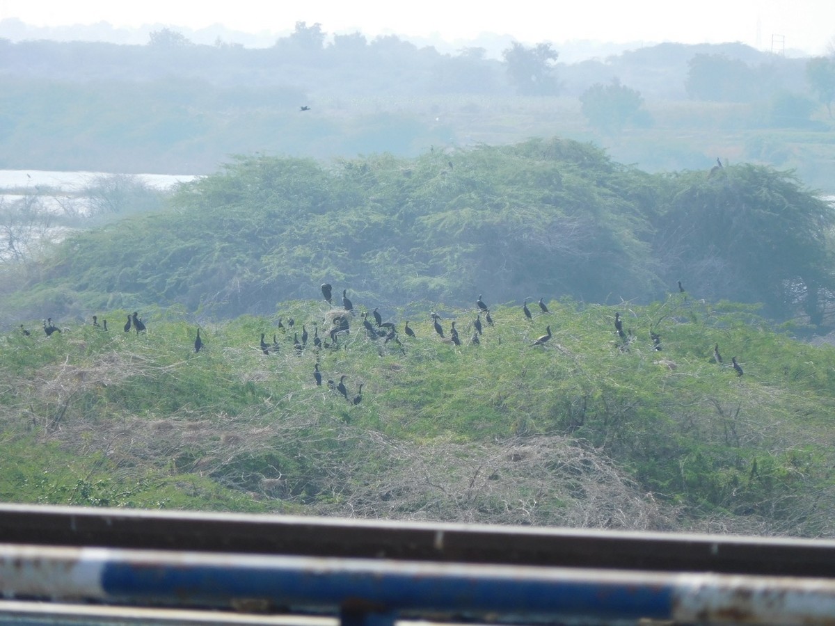Little/Indian Cormorant - ML23589611