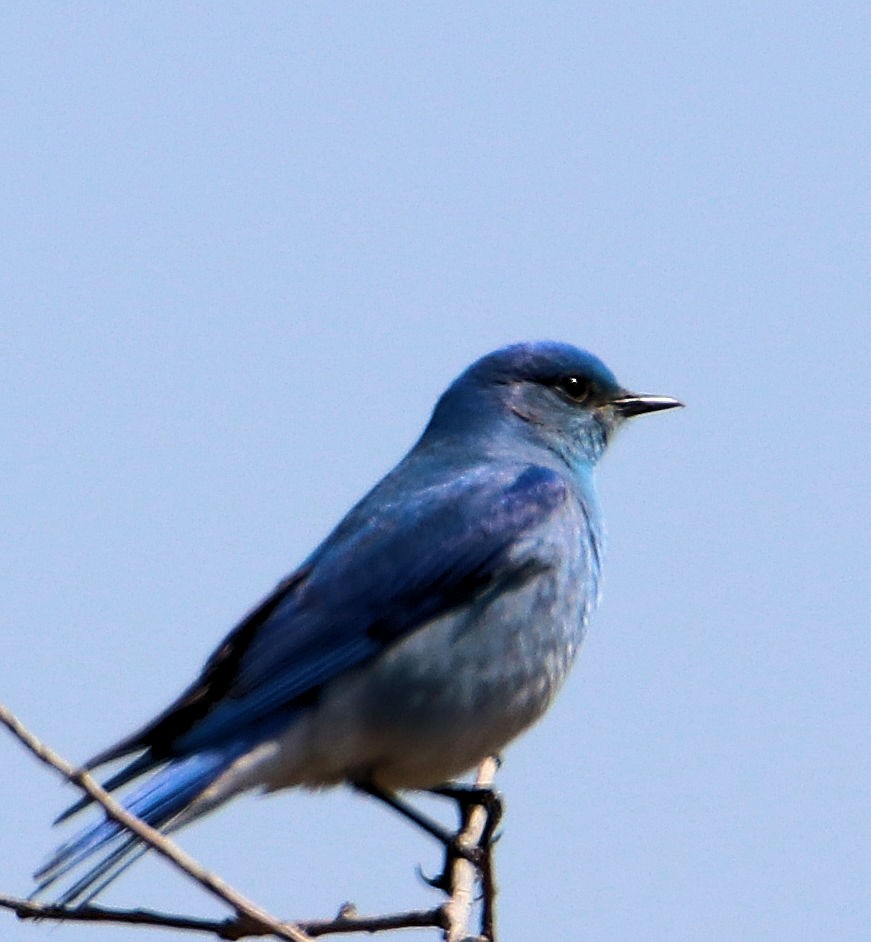 Mountain Bluebird - Gale Diakuw