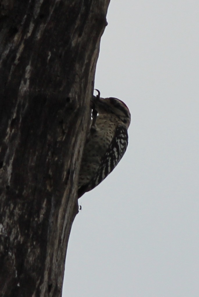 Ladder-backed Woodpecker - Adam Woodis