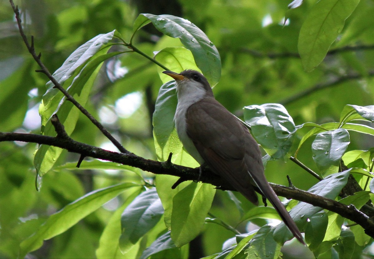 Yellow-billed Cuckoo - Henry Gorski