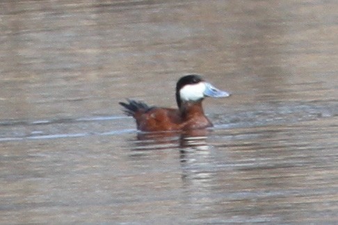 Érismature rousse - ML235899391