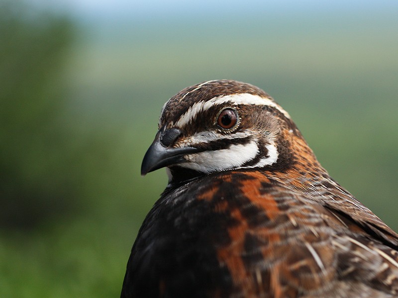 Harlequin Quail - ML235900131