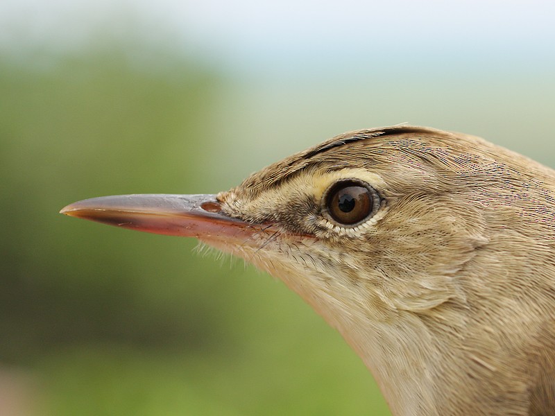 Basra Reed Warbler - Yoav Perlman