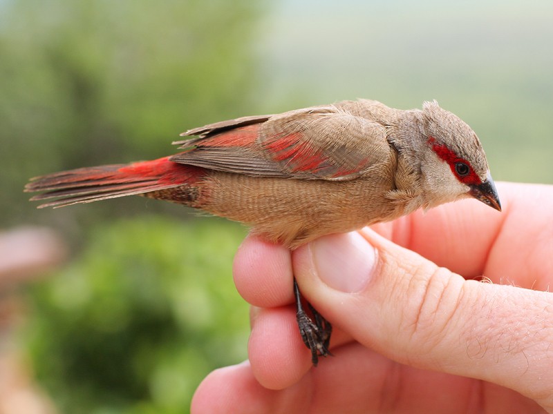 Crimson-rumped Waxbill - Yoav Perlman