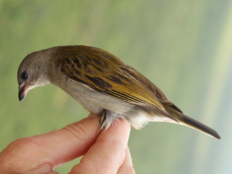 Lesser Honeyguide (Lesser) - ML235901351