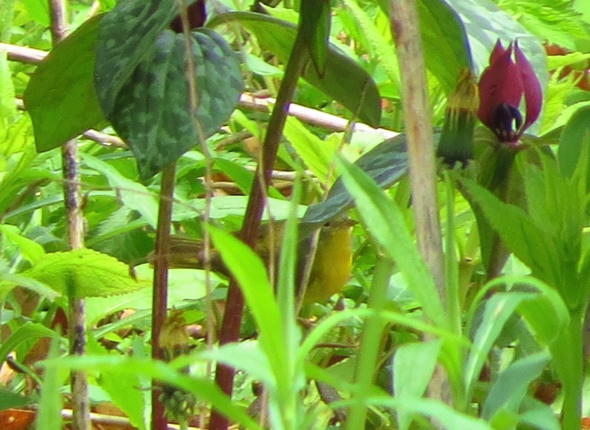 Orange-crowned Warbler - ML235903251