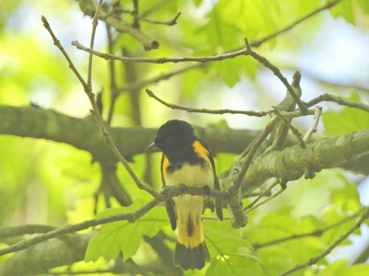 American Redstart - ML235904931